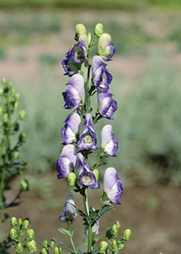 Aconitum x cammarum 'Bicolor'                     